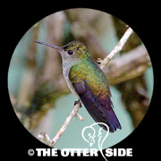 Blue-chested Hummingbird