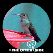 Blue-chested Hummingbird