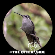 Blue-throated Mountain-gem