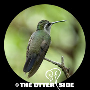 Blue-throated Mountain-gem