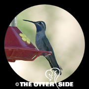 Blue-throated Mountain-gem