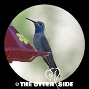 Blue-throated Mountain-gem