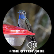 Blue-throated Mountain-gem
