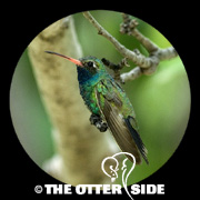 Broad-billed Hummingbird