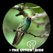 Broad-billed Hummingbird