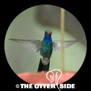Broad-billed Hummingbird
