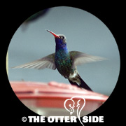 Broad-billed Hummingbird
