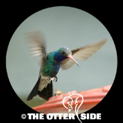Broad-billed Hummingbird