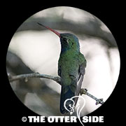 Broad-billed Hummingbird