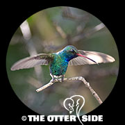 Broad-billed Hummingbird