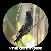 Broad-billed Hummingbird