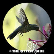 Broad-billed Hummingbird