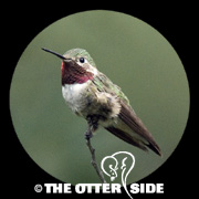 Broad-tailed Hummingbird