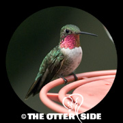 Broad-tailed Hummingbird