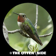 Broad-tailed Hummingbird