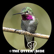 Broad-tailed Hummingbird