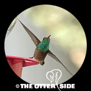 Buff-bellied Hummingbird