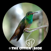 Buff-bellied Hummingbird