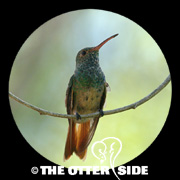 Buff-bellied Hummingbird
