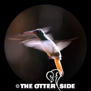 Buff-bellied Hummingbird