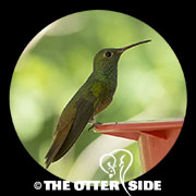 Buff-bellied Hummingbird