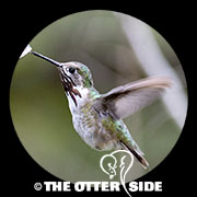 Calliope Hummingbird