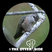 Calliope Hummingbird