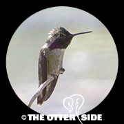 Costa's Hummingbird