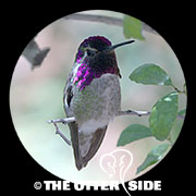 Costa's Hummingbird