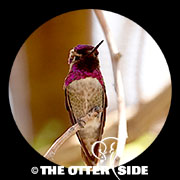 Costa's Hummingbird