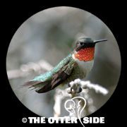 Ruby-throated Hummingbird