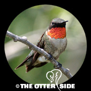 Ruby-throated Hummingbird
