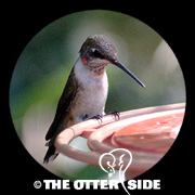Ruby-throated Hummingbird