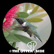Ruby-throated Hummingbird