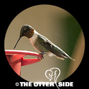 Ruby-throated Hummingbird