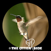 Ruby-throated Hummingbird