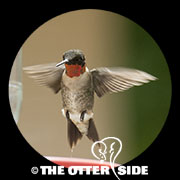 Ruby-throated Hummingbird