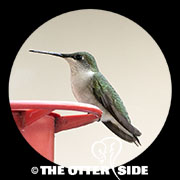 Ruby-throated Hummingbird