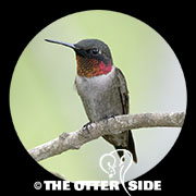 Ruby-throated Hummingbird