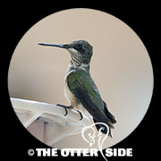 Ruby-throated Hummingbird