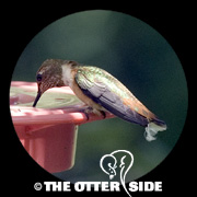 Rufous Hummingbird