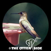 Rufous Hummingbird