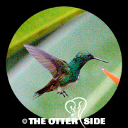 Snowy-bellied Hummingbird