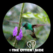 Snowy-bellied Hummingbird