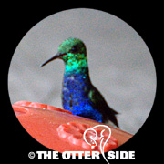 Violet-bellied Hummingbird