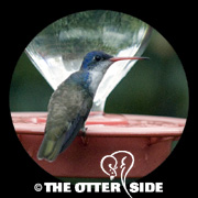 Violet-crowned Hummingbird