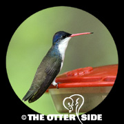 Violet-crowned Hummingbird