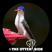 Violet-crowned Hummingbird