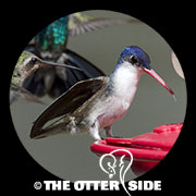 Violet-crowned Hummingbird