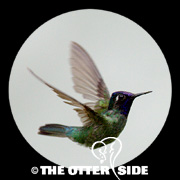 Violet-headed Hummingbird